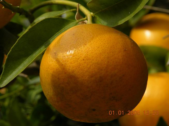 Mandarin 
