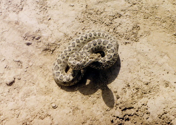 Степная гадюка (Vipera ursini) змея, гадюка, Казахстан