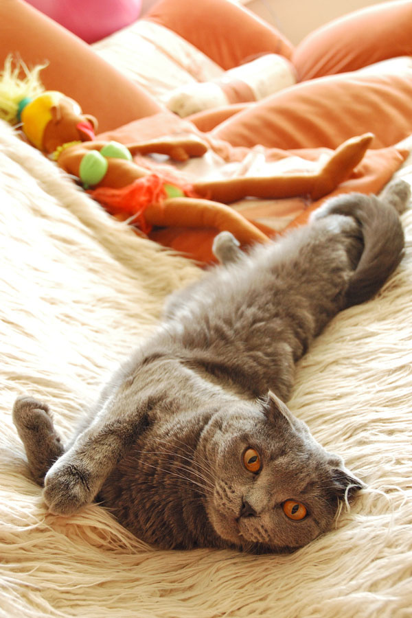 Привет я Макс КОТ КУКЛА
