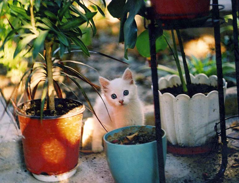 Котёнок по имени Гав Животные, кошки, котенок по имени Гав