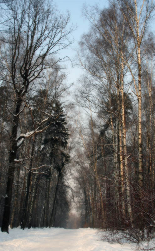 Зимний лес Зима, лес
