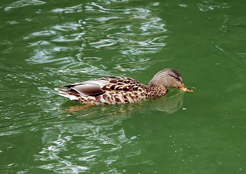 YTK ВОДОПЛАВАЮЩИЕ