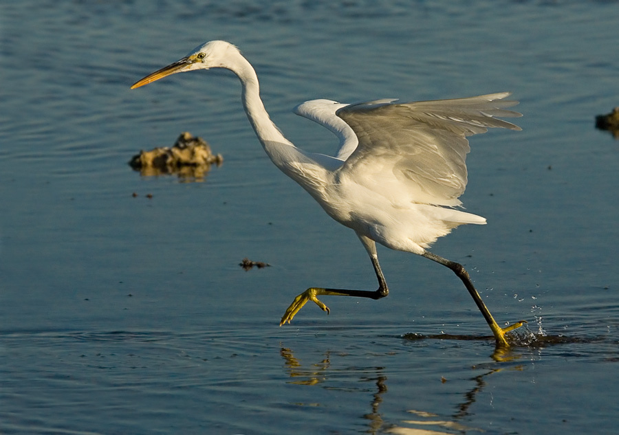 Побежали-побежали Рифовая цапля, Reef Egret, Egretta gularis, побежали