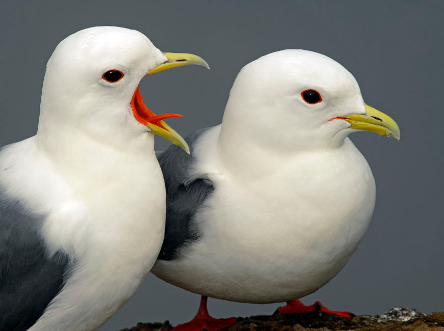 Дорогой, ты меня слышишь? Говорушка, Rissa brevirostris, Red-legged Kittiwake, St. George Island, the Pribilofs, Bering Sea, Alaska