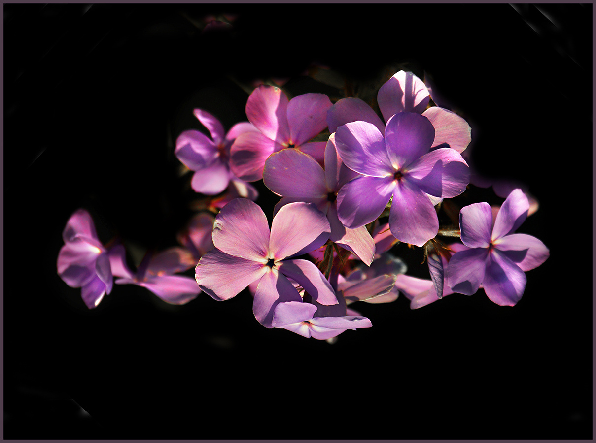 +39 цветы природа