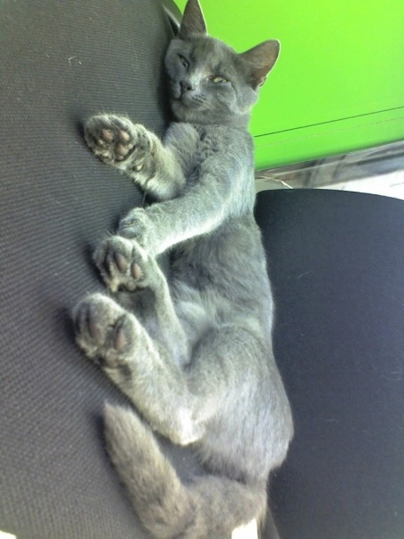 КотСмеШарик*** leeloo кот юмор
