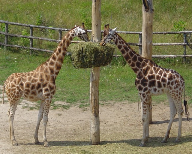 animal 