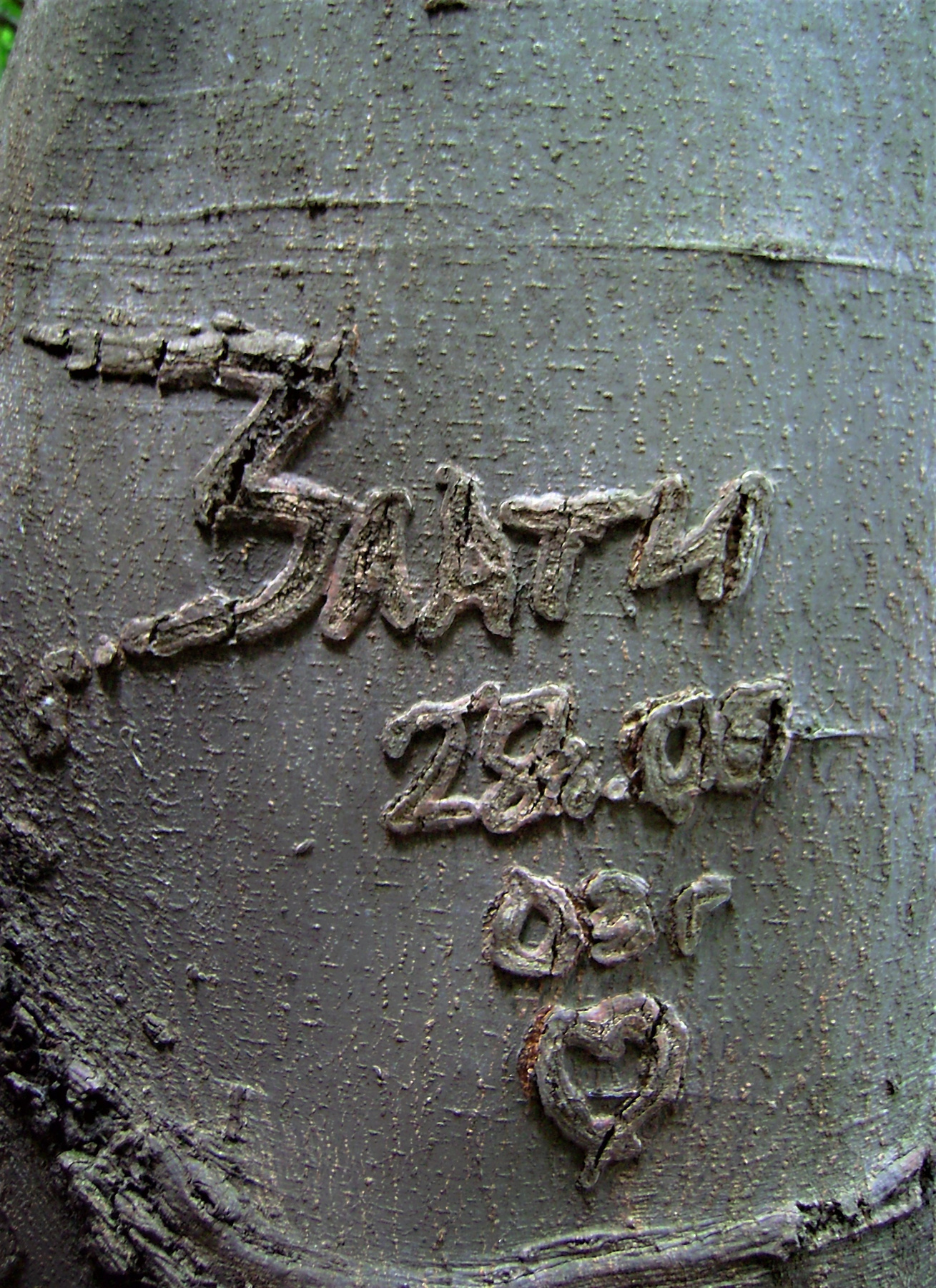 шрам 
