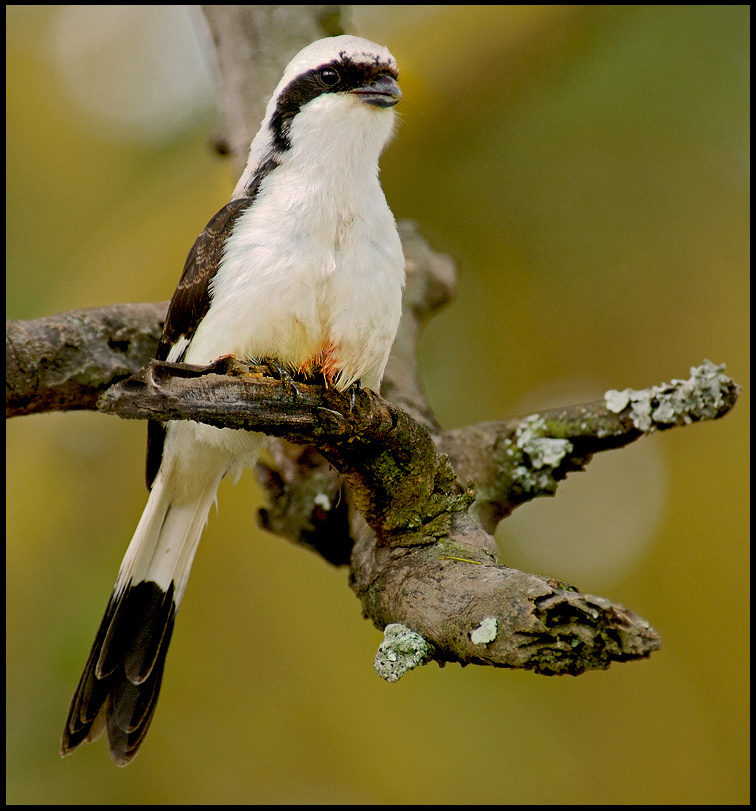 Grey-backed Fiscal. 