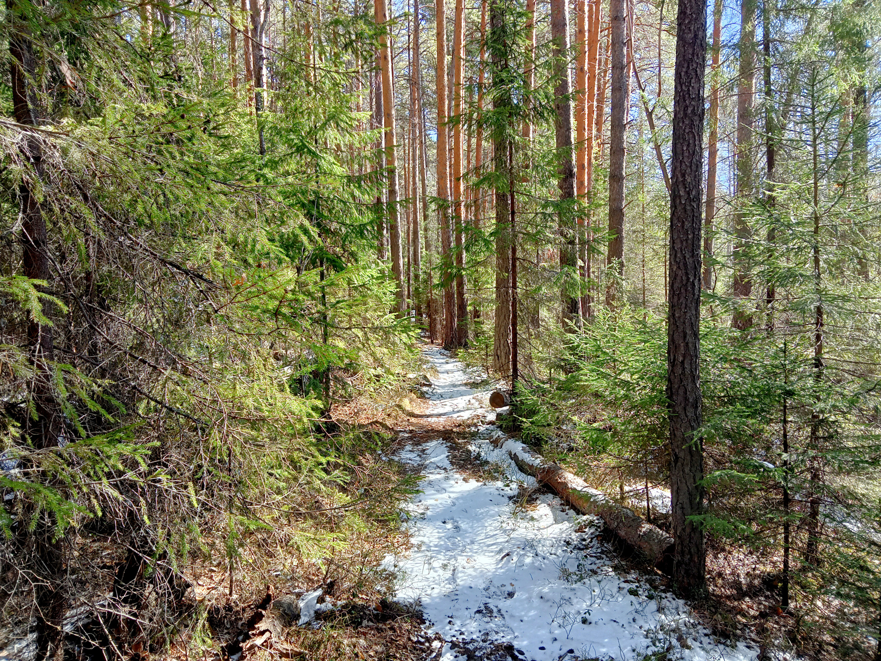 Весна в лесу 