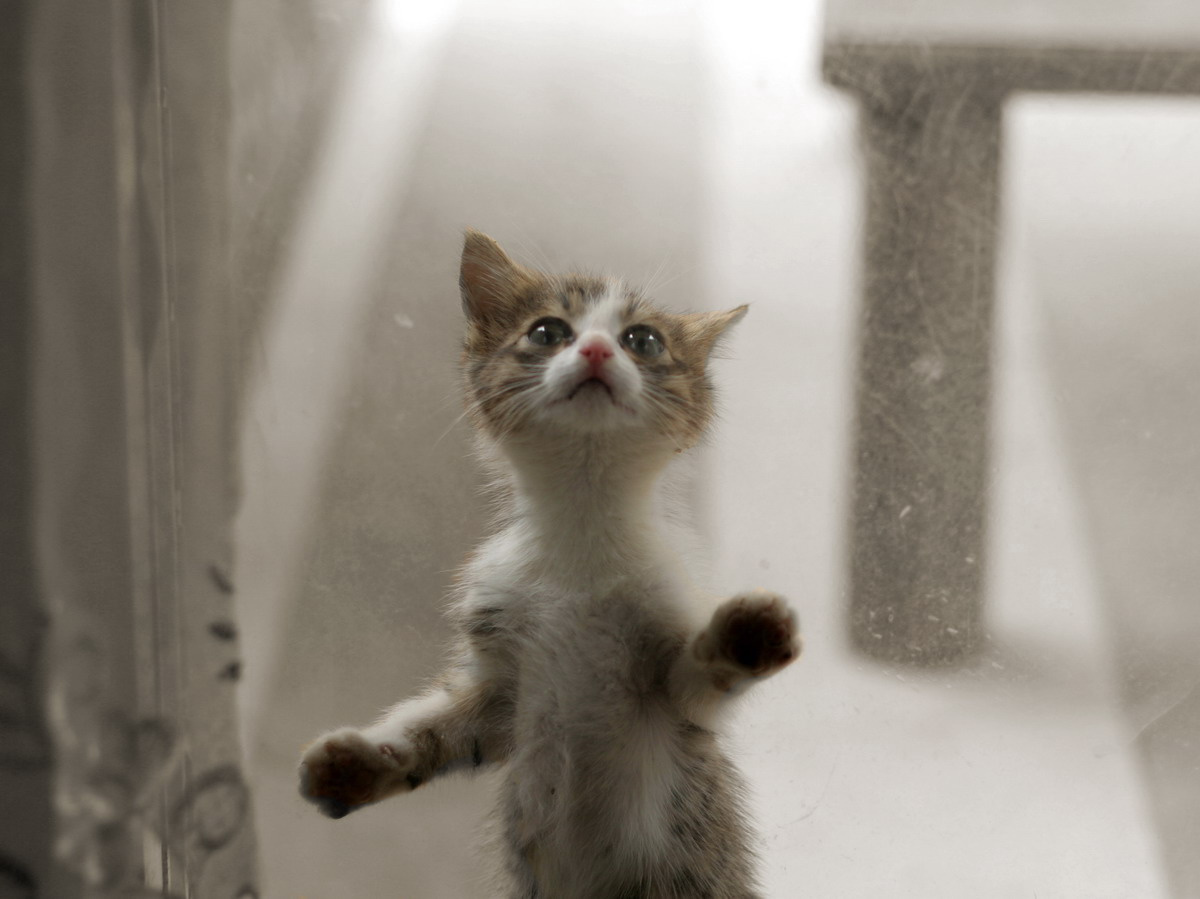 гулять! котенок