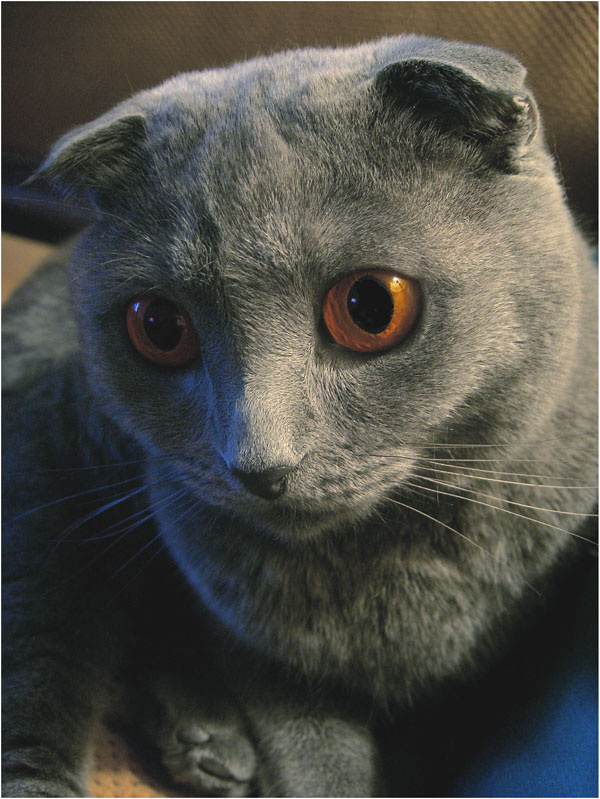 Коста ДЛЯ L-E