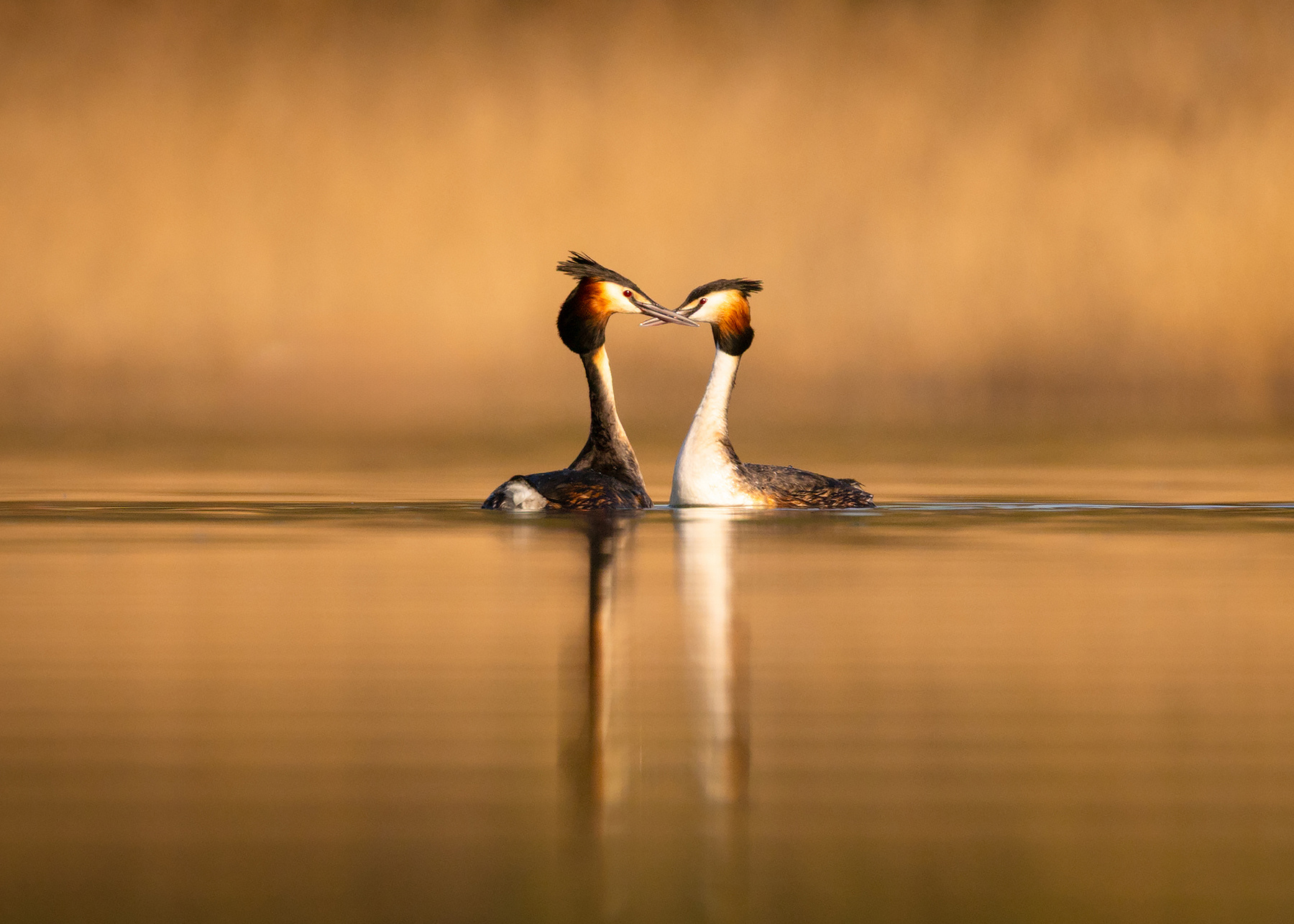 Great Crested Grebe 