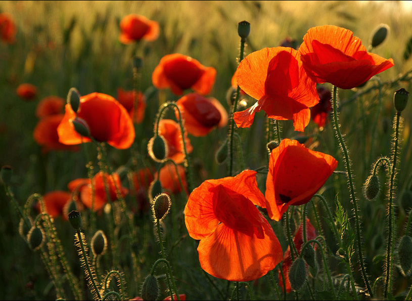 Papaver rhoeas L. мак, лето, Papaver rhoeas L.