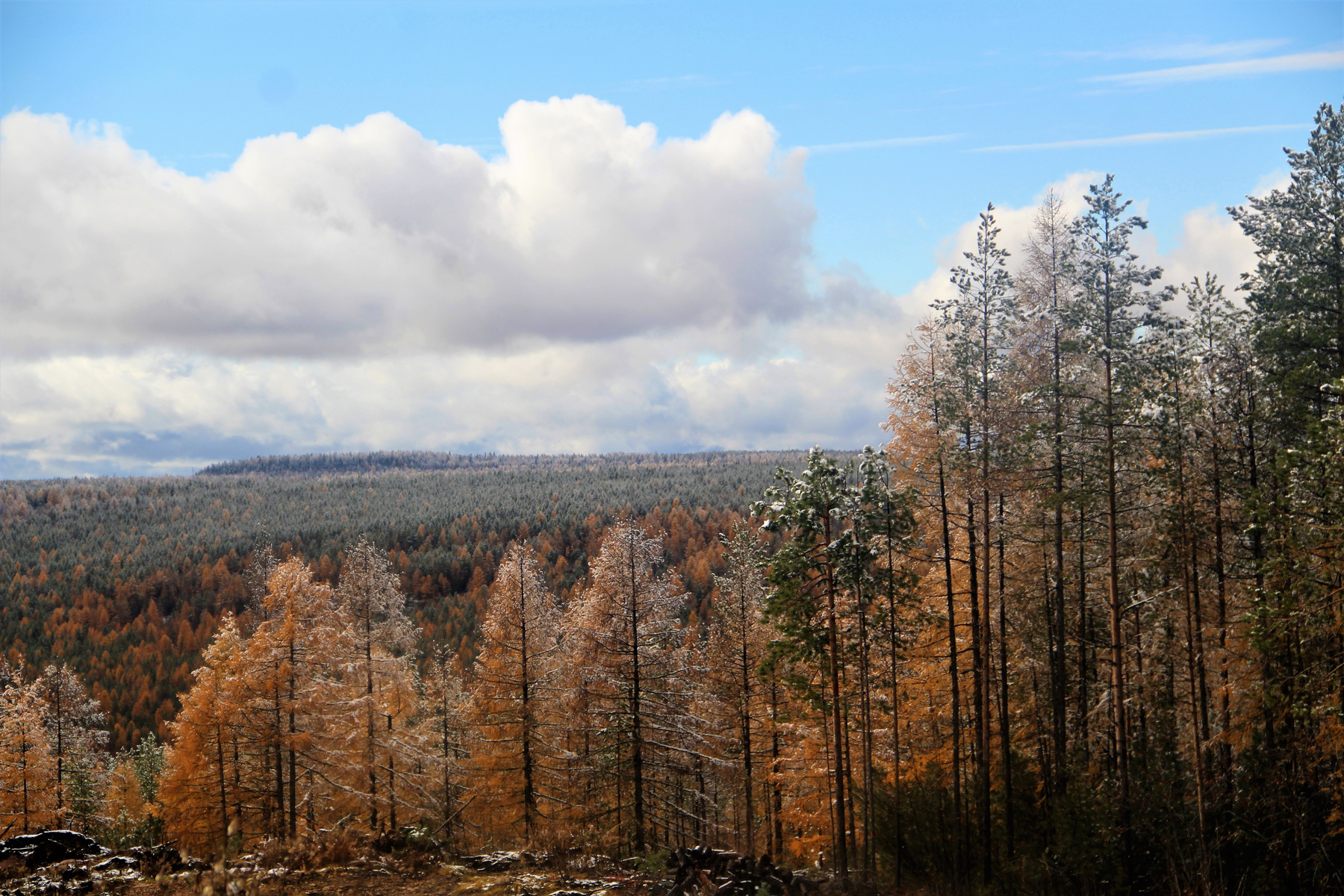 первый снег природа осень