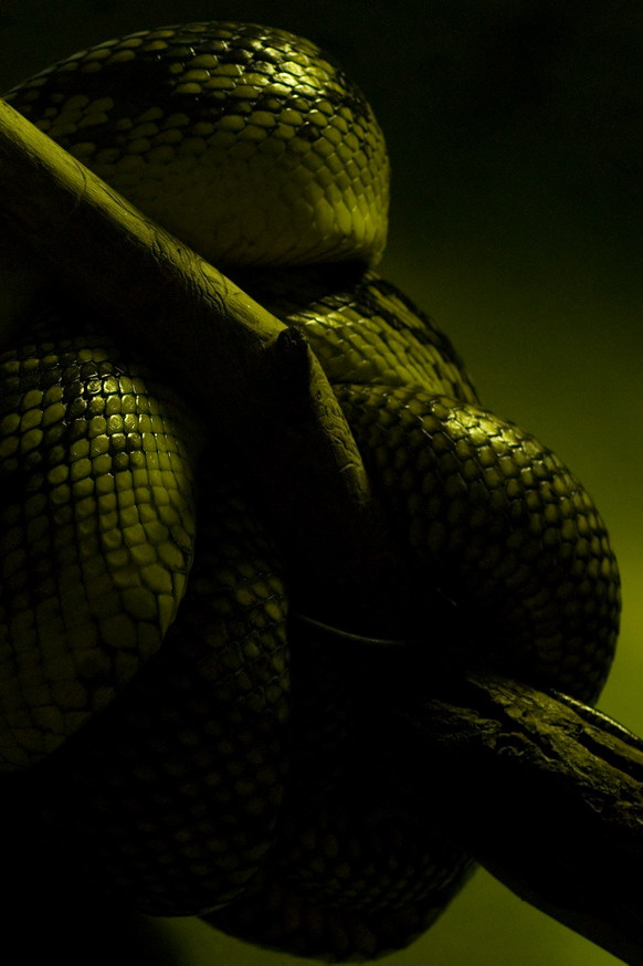 Pythoninae No.1 