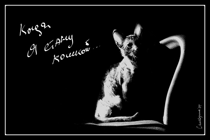 когда я стану кошкой... кошкой...