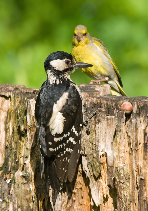 Леди в черном дятел, Great Spotted Woodpecker, Dendrocopos major, зеленушка, Greenfinch, Chloris chloris, леди в черном