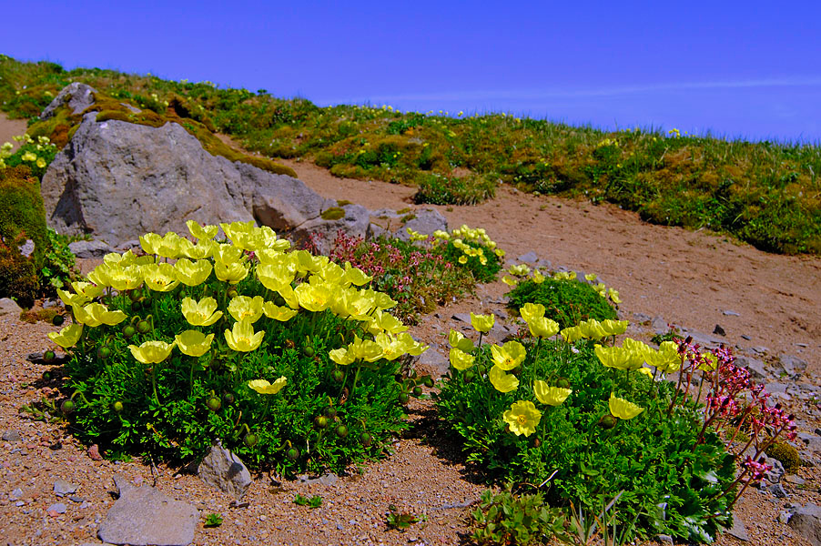 Маки Севера Аляскинский мак, Papaver alaskanum, Alaska Poppy, St. George Island, the Pribilofs, Bering Sea, Alaska