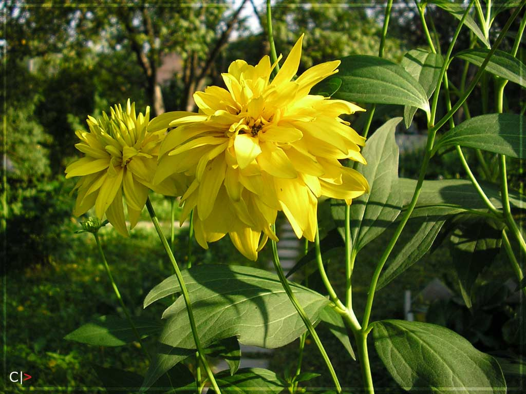 Радость москвича :) Цветок, солнце, свет, лето, sun, flower, light