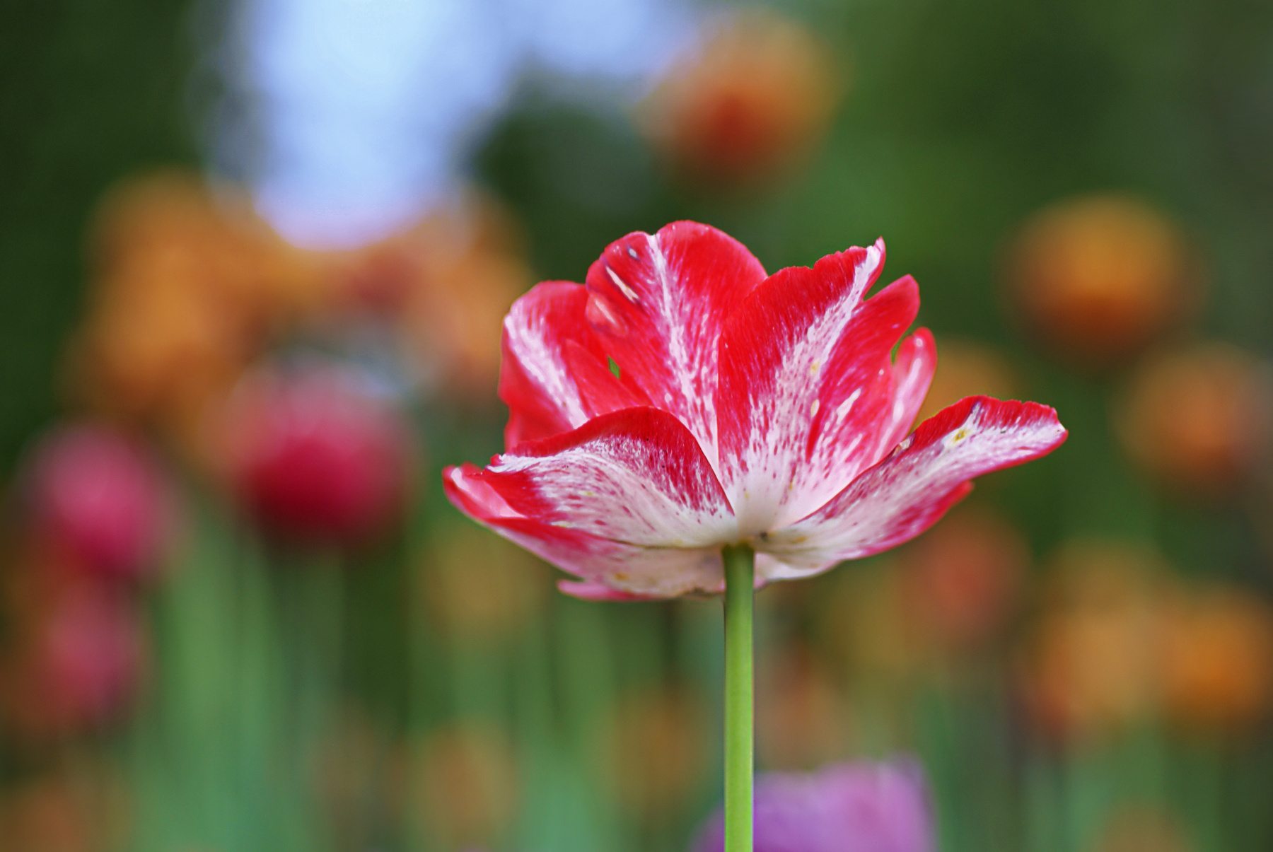 Дирижёр цветы природа весна тюльпан tulips тюльпаны май
