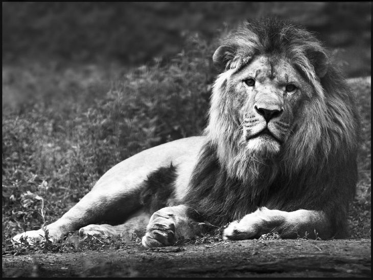 King a lion африканский лев