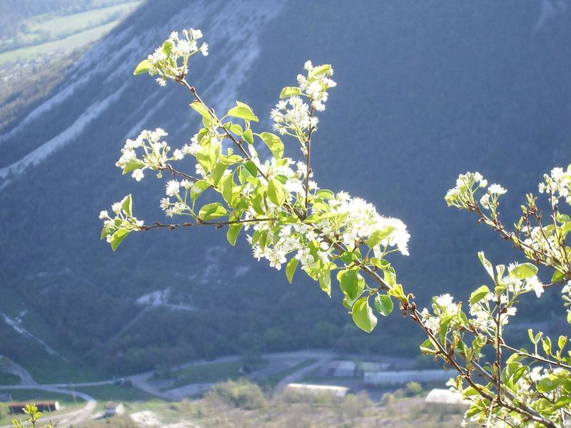In Bloom весна ветка цветущее дерево