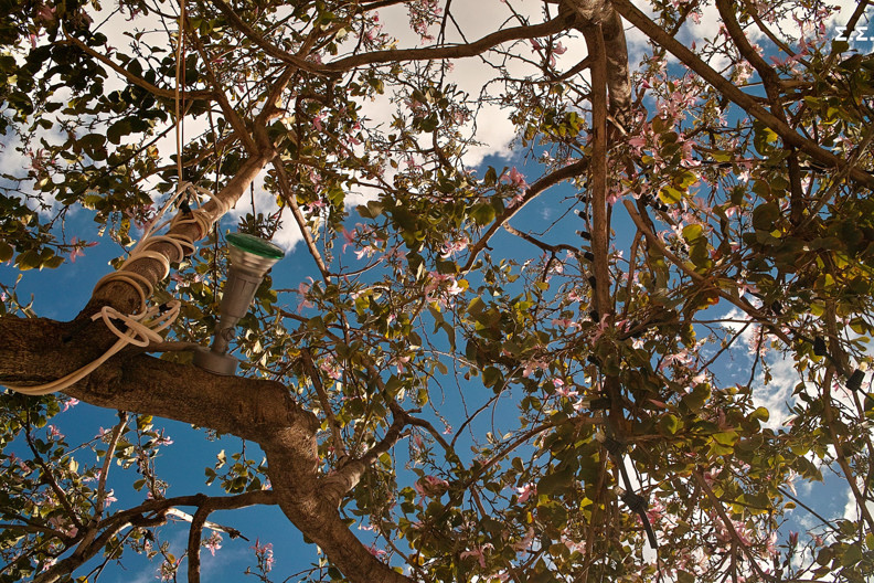 NATURAL SHADE 