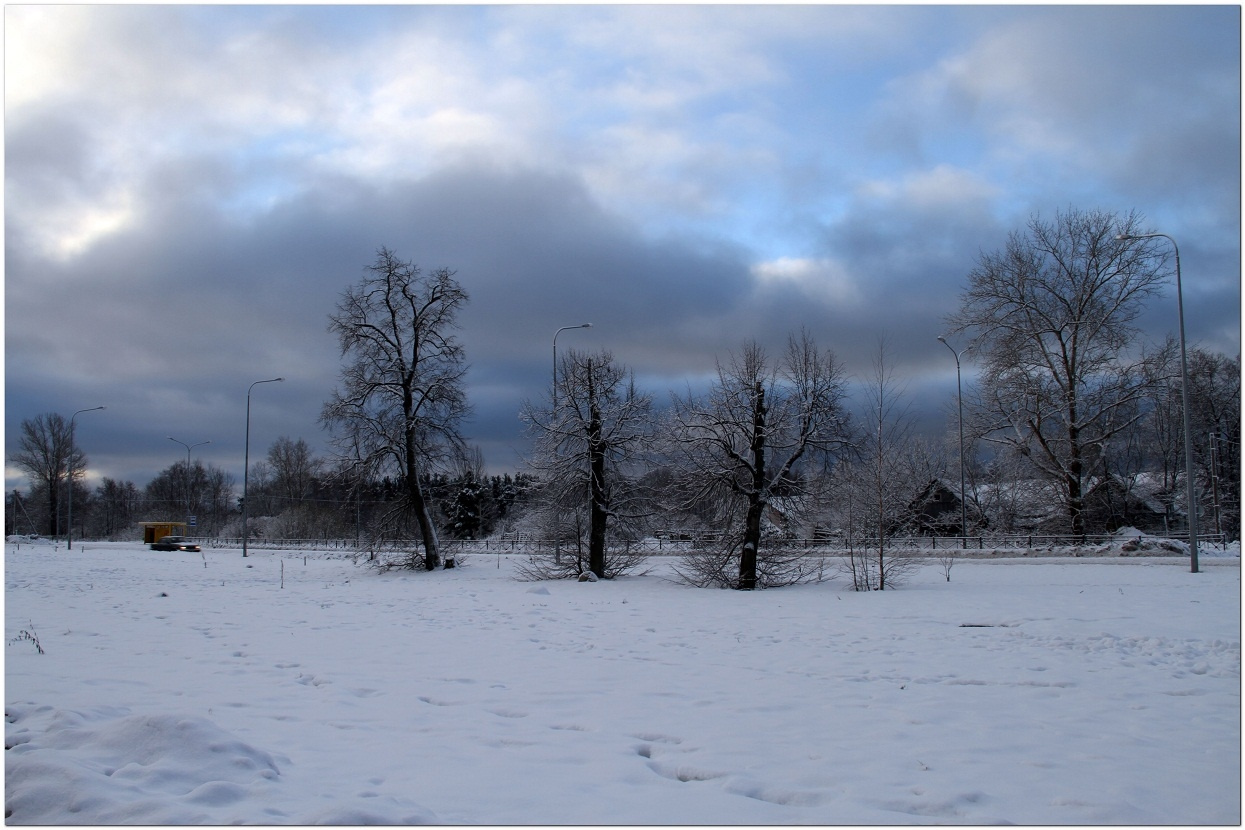 дерева сснег