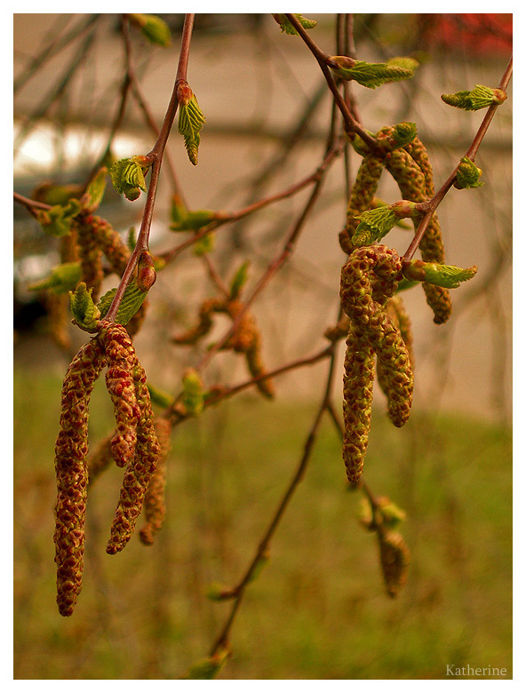 Spring почки весна береза