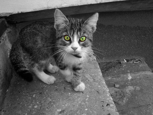 Готов Кот котенок взгляд