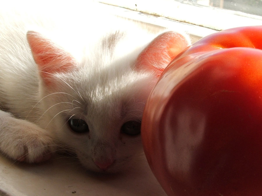 Помидоры с кошками. котенок помидор