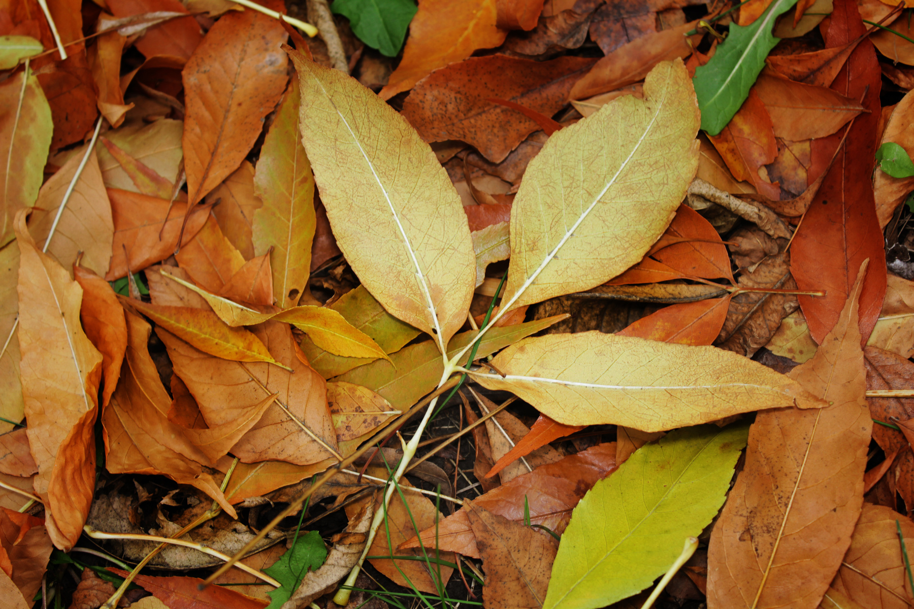 *** leaf, autumn, лист, осень, листва