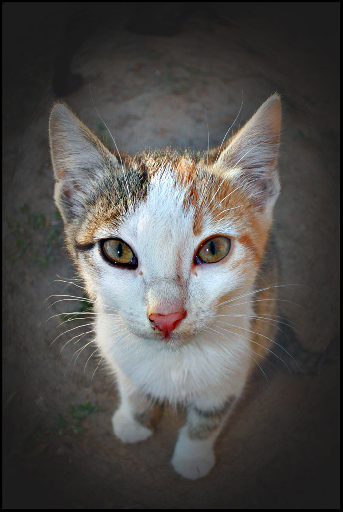 кис-мяу котенок