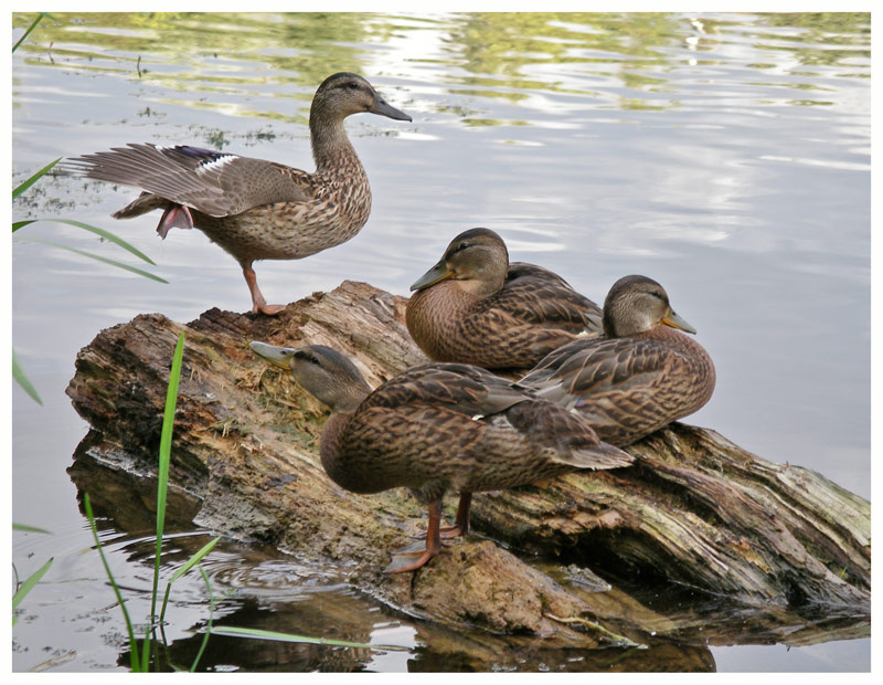 Утиная ласточка или производственная гимнастика:) утка утки коряга ласточка вода