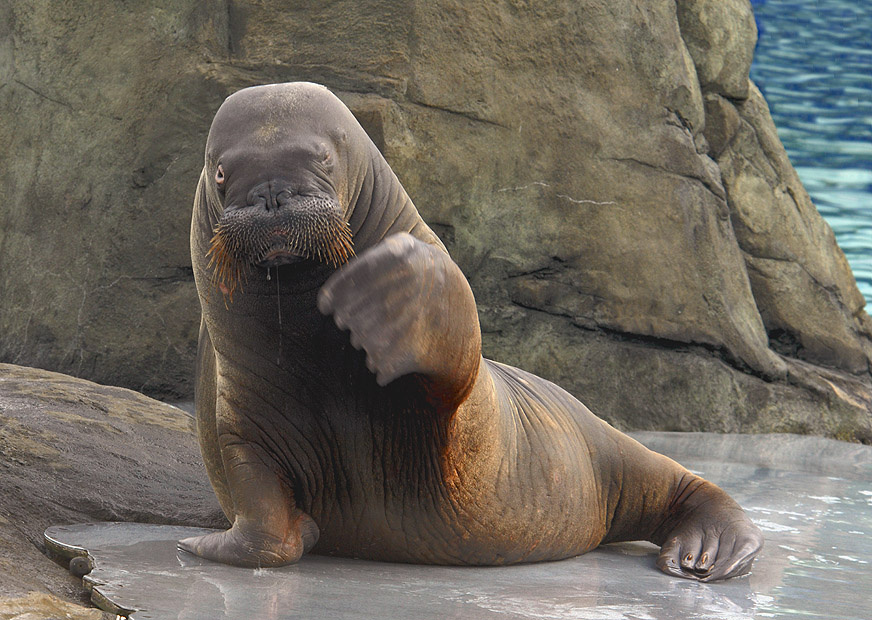 Иди сюда, я тебя поцелую! морж Odobenus rosmarus