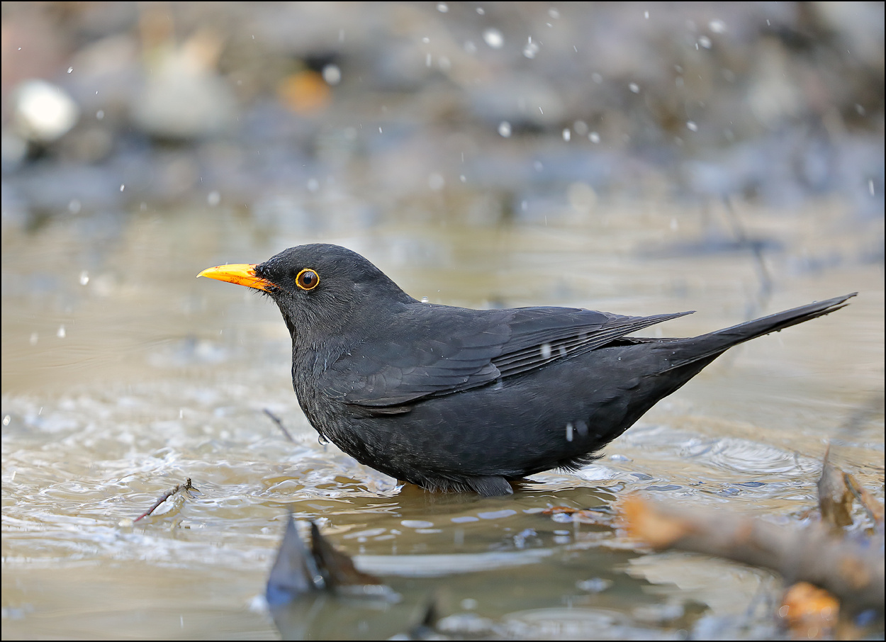Водные процедуры птица купание черный дрозд Turdus merula
