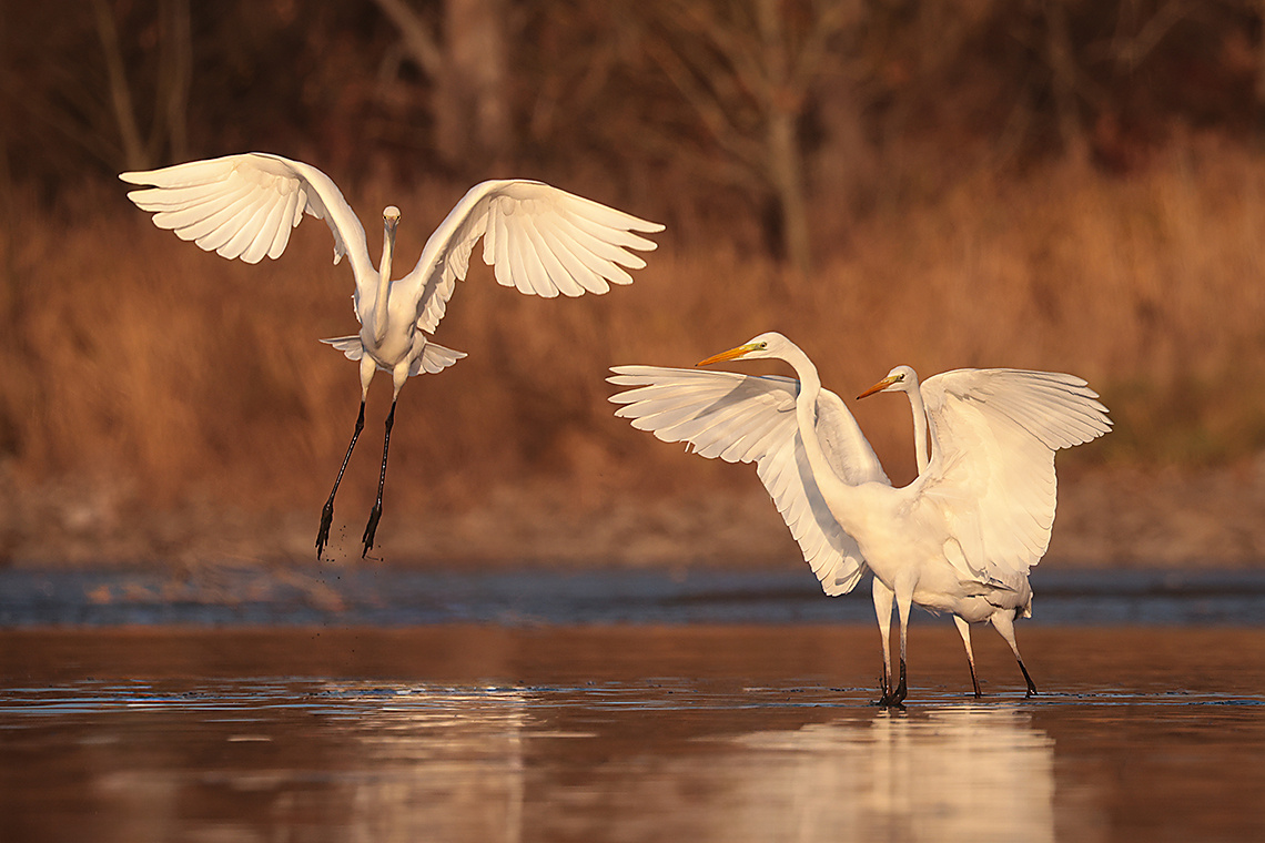 Heron 
