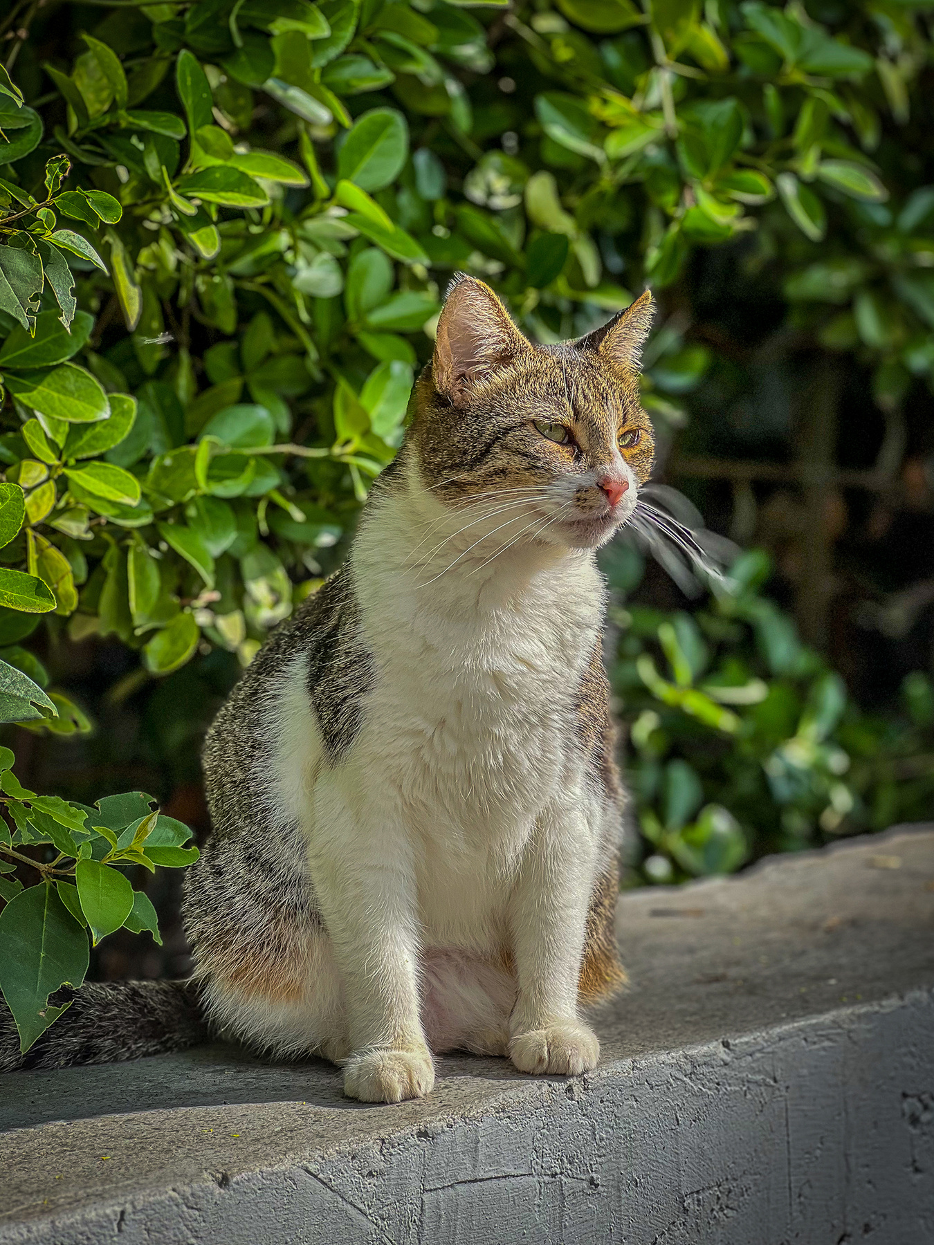 Хозяин жизни кот юг Сочи природа
