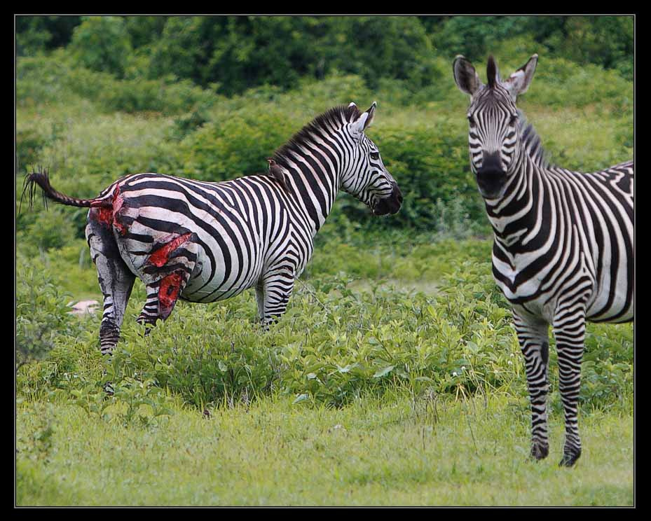 Не \'фотоохота\'. Просто, охота... Ведь Она выживет!??? zebra kill tanzania