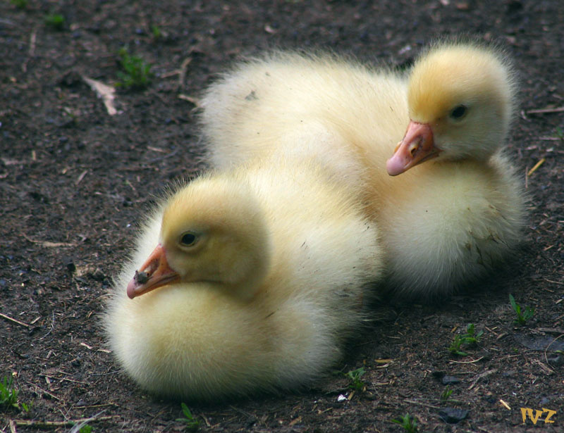 Гусёныши гусенок гусята желтый пушистый goose gosling
