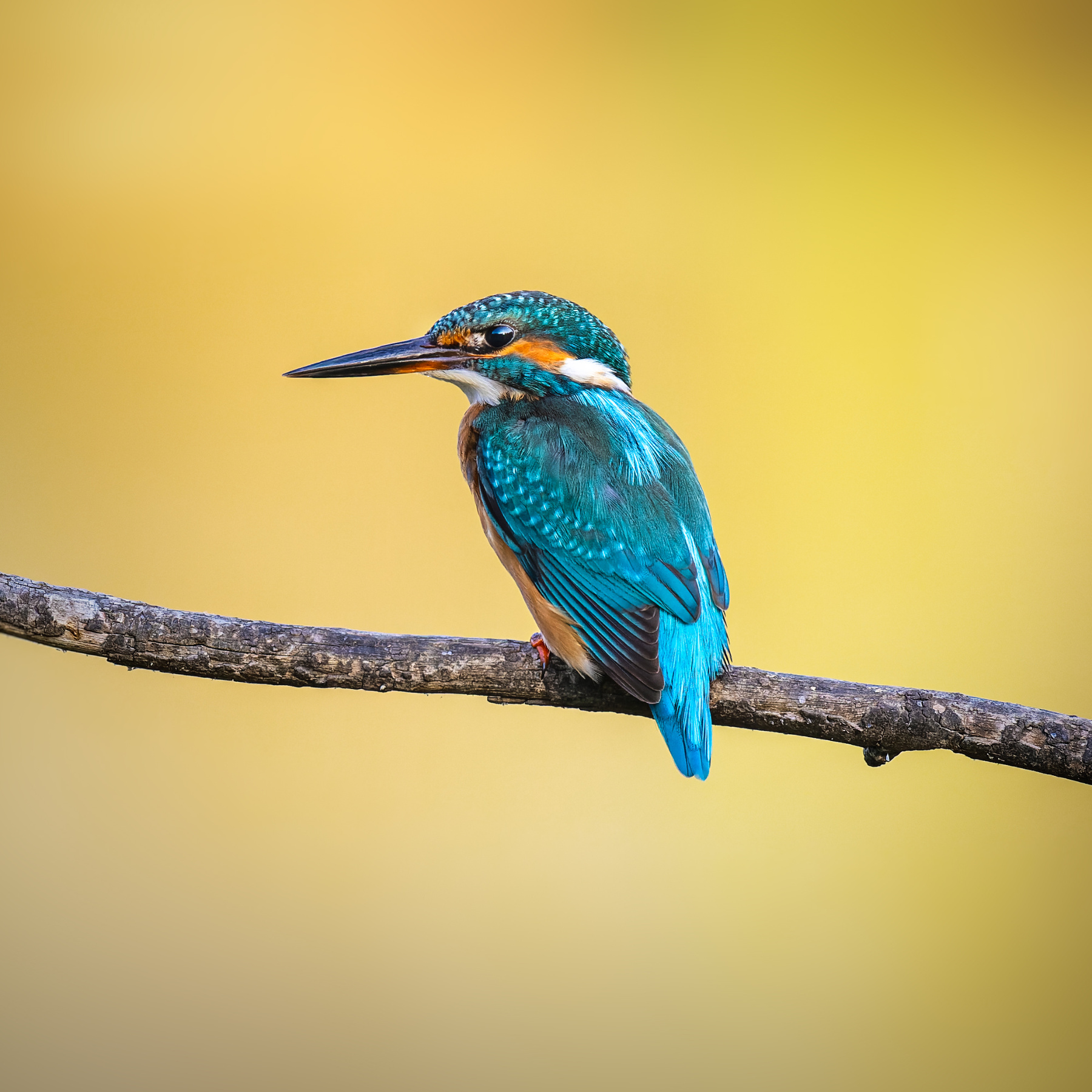 Alcedo atthis Зимородок фотоохота кингфишер