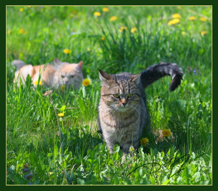 Чем не царь зверей? Кошки кошка коты кот животные гордый гордость победа зеленый зелень лето