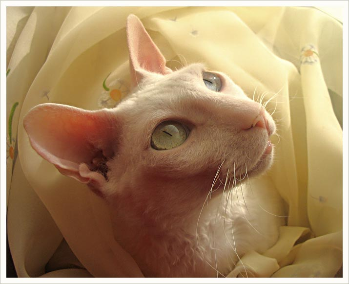 белый кот в одуванчиках кот корниш-рекс солнце одуванчики