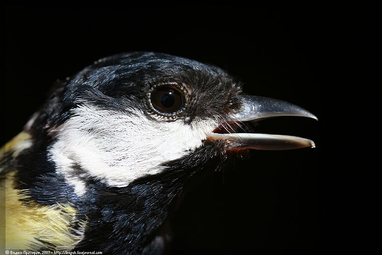 Parus major parus major