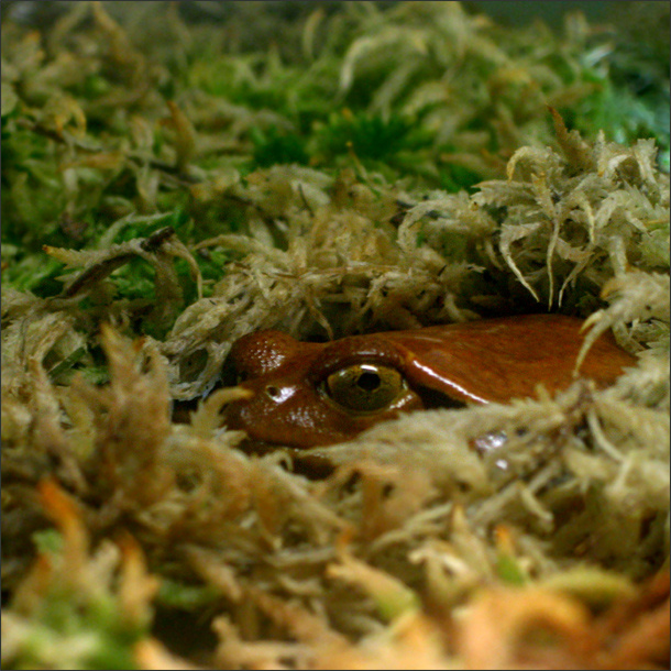 все под контролем лягушка-помидор Dyscophus insularis