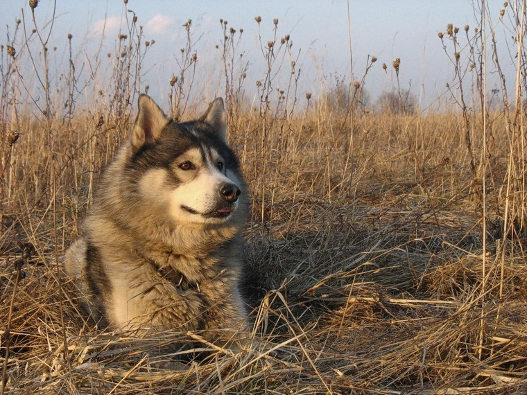 На краю хаски собака закат поле весна