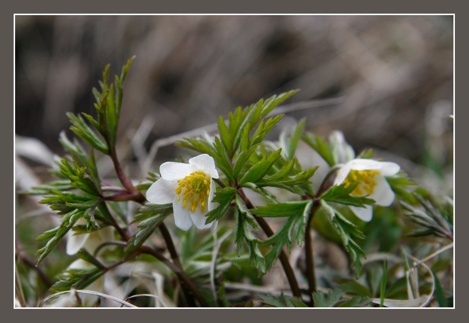 it\'s spring time.. ветриница цветок весна