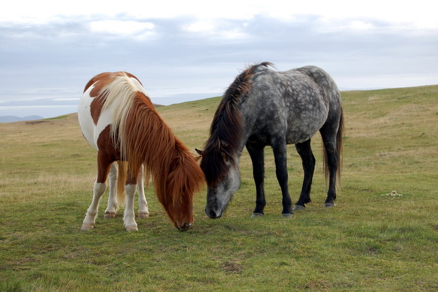 Icelandic horses 