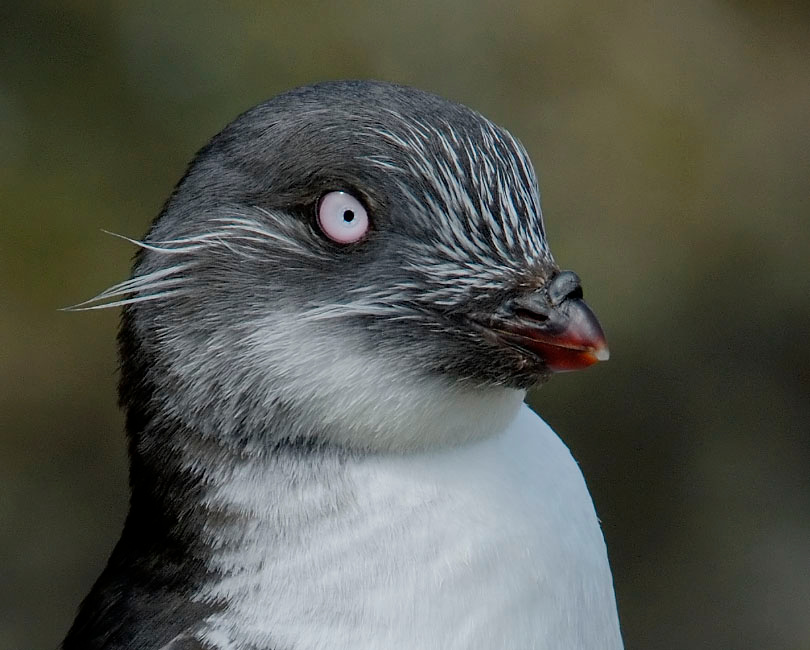Официальный портрет Конюга-крошка, Aethia pusilla, Least Auklet, St. George Island, the Pribilofs, Bering Sea, Alaska